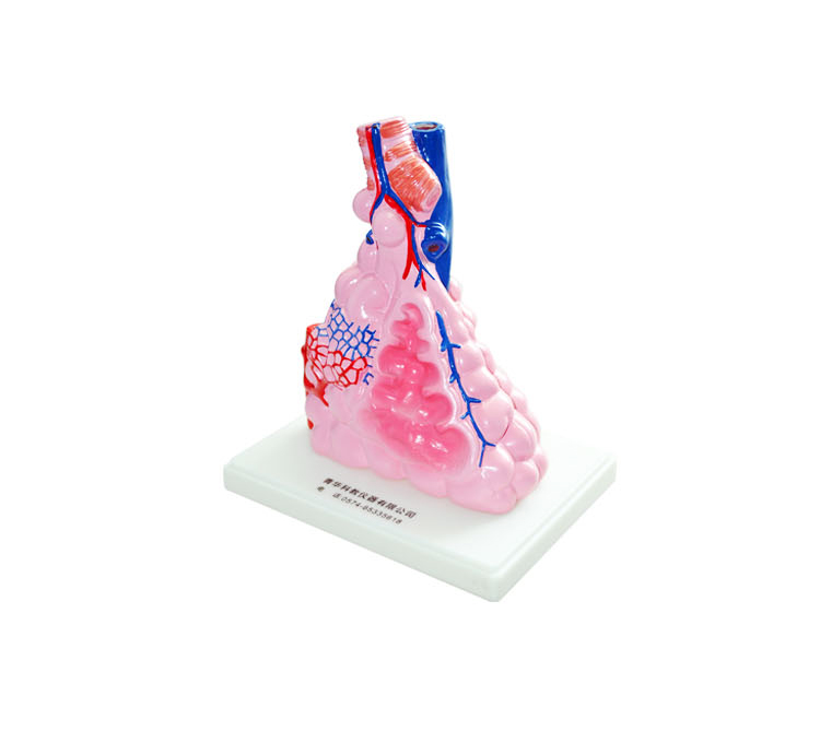 肺泡模型